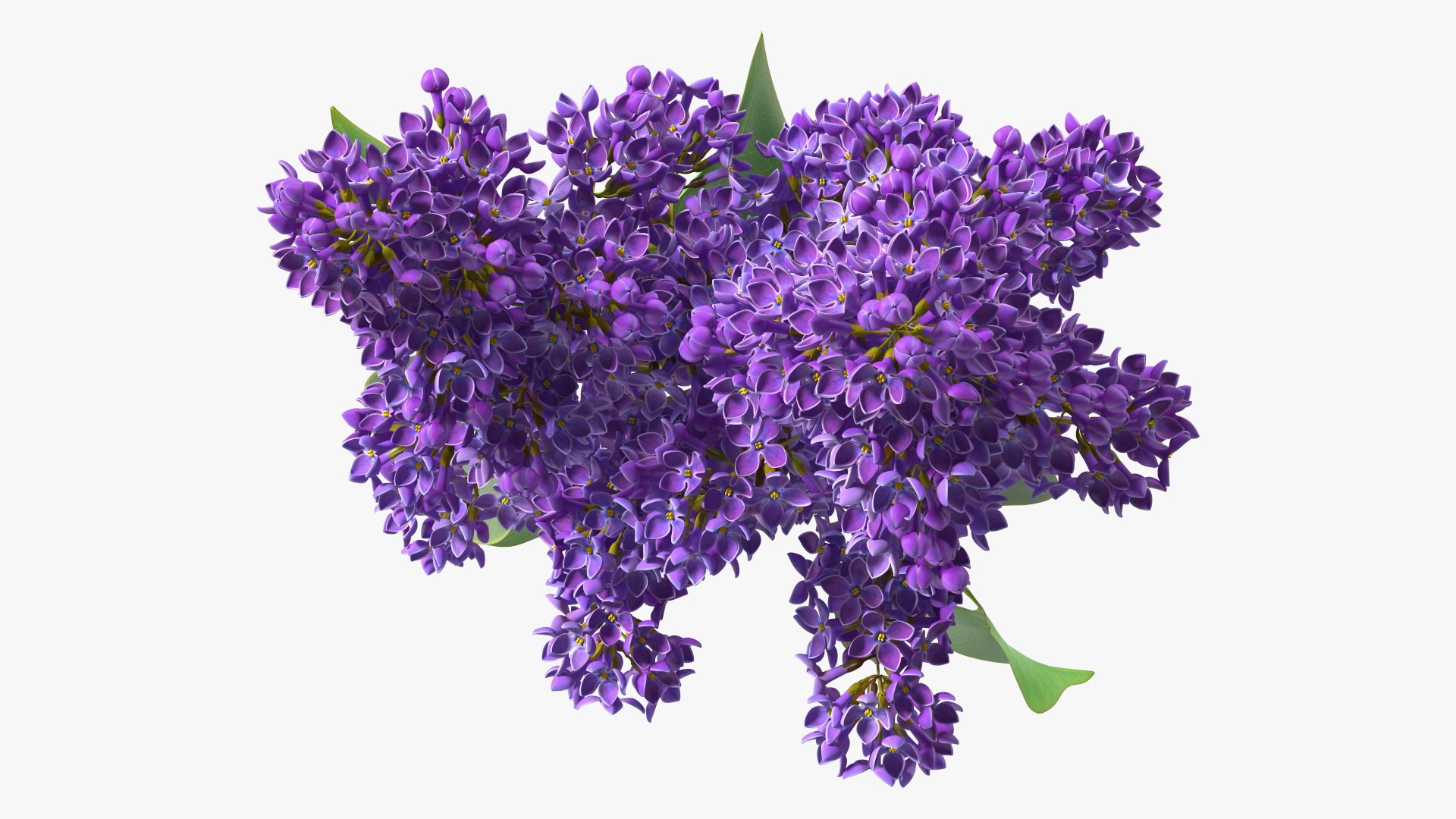 3D Branches with Flowers Collection 2 model https://p.turbosquid.com/ts-thumb/Vv/qU8Tt7/lb/brancheswithflowerscollection23dsmodel035/jpg/1711224728/1920x1080/fit_q87/78da6251c6030d9eb25b0e42a661986ef02ccf8b/brancheswithflowerscollection23dsmodel035.jpg
