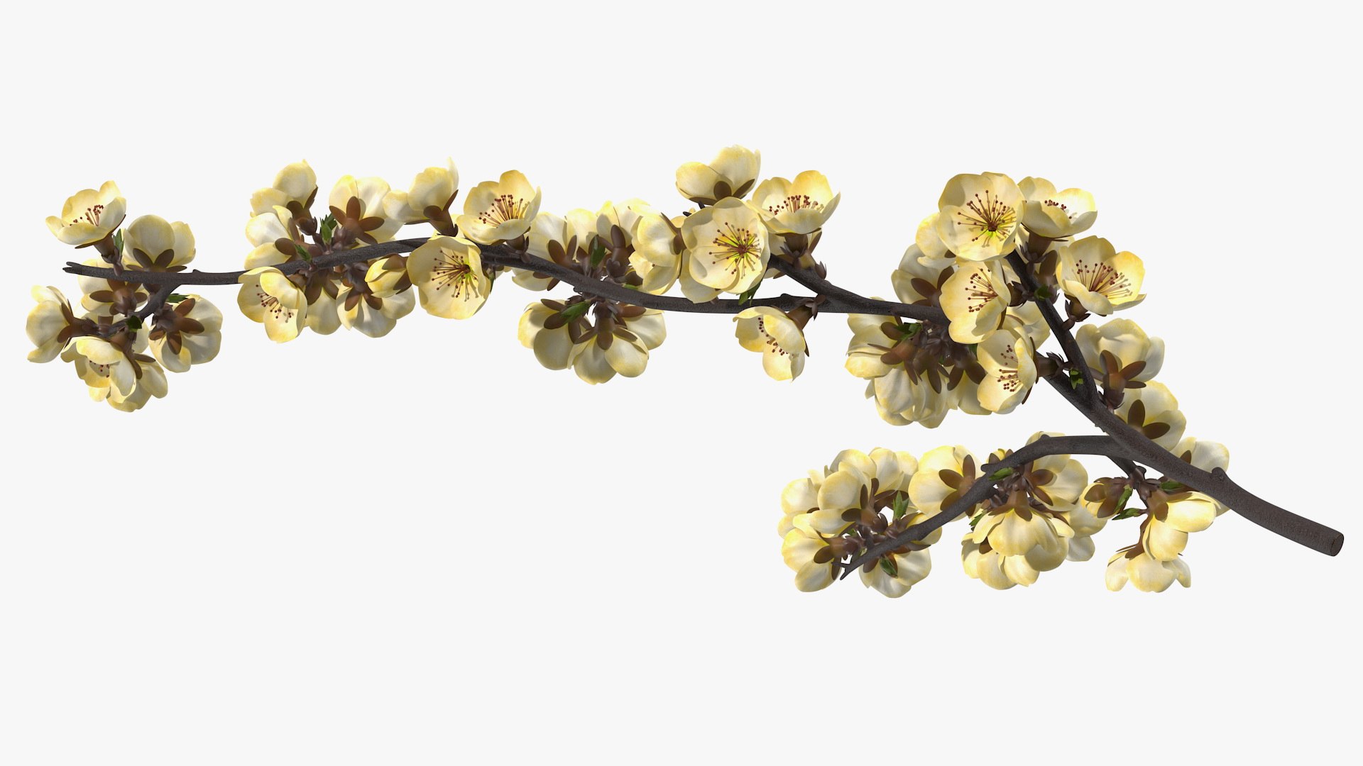 3D Branches with Flowers Collection 2 model https://p.turbosquid.com/ts-thumb/Vv/qU8Tt7/oH/brancheswithflowerscollection23dsmodel046/jpg/1711224778/1920x1080/fit_q87/06dc3c68d381edb4bb4e52fb6d1e4a2f1309b365/brancheswithflowerscollection23dsmodel046.jpg