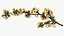 Branches with Flowers Collection 2