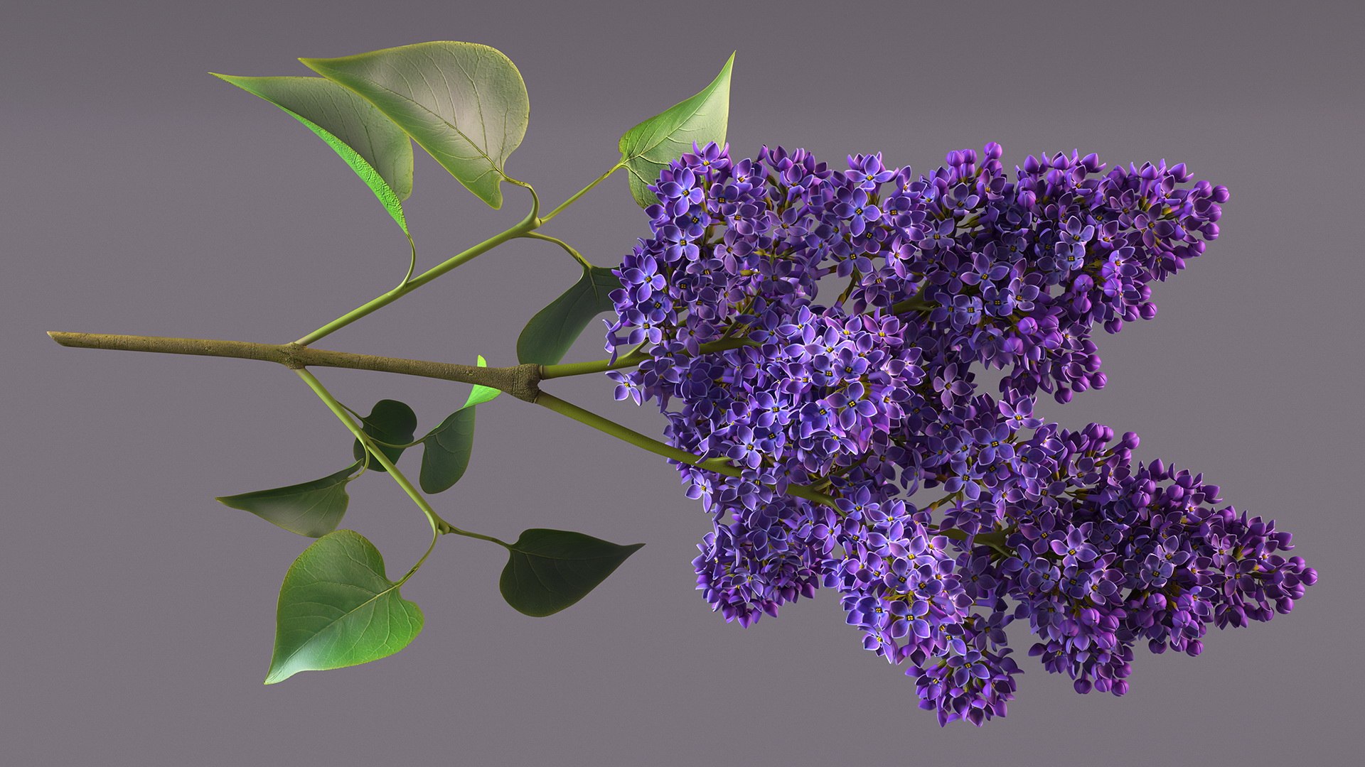 3D Branches with Flowers Collection 2 model https://p.turbosquid.com/ts-thumb/Vv/qU8Tt7/r2/brancheswithflowerscollection23dsmodel031/jpg/1711224710/1920x1080/fit_q87/0f1f9c268ee004e1bd7bfdf04b53b62a0eae82a3/brancheswithflowerscollection23dsmodel031.jpg