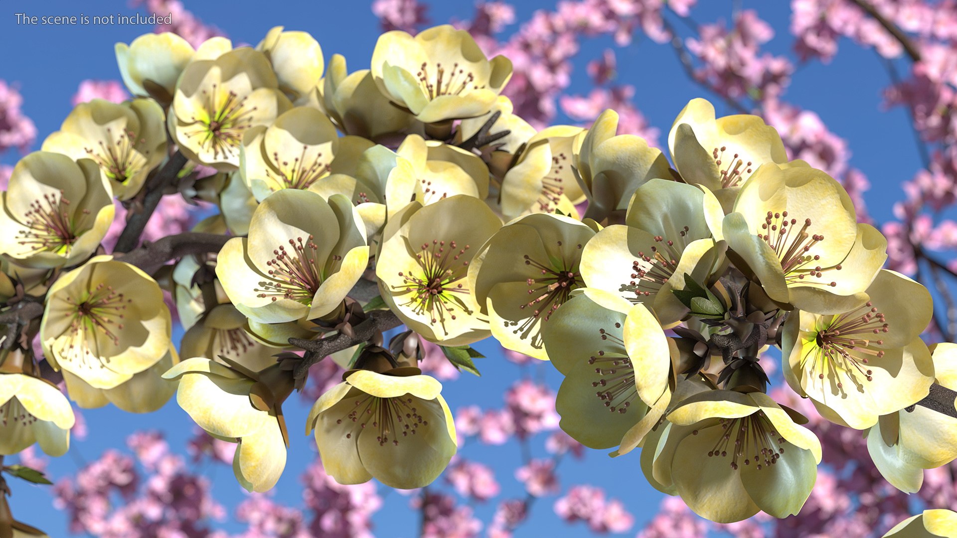 3D Branches with Flowers Collection 2 model https://p.turbosquid.com/ts-thumb/Vv/qU8Tt7/rk/brancheswithflowerscollection23dsmodel042/jpg/1711224760/1920x1080/fit_q87/84bef7cca242b558d6ebed7f5329ae6bfcf593bd/brancheswithflowerscollection23dsmodel042.jpg