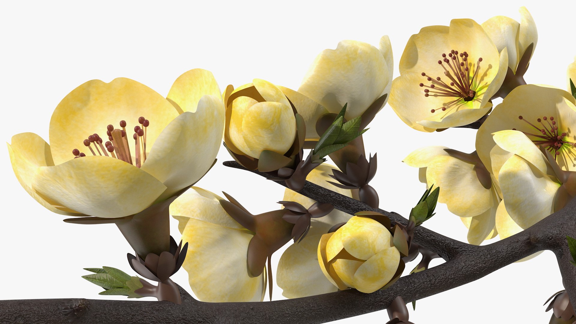 3D Branches with Flowers Collection 2 model https://p.turbosquid.com/ts-thumb/Vv/qU8Tt7/wV/brancheswithflowerscollection23dsmodel052/jpg/1711224806/1920x1080/fit_q87/a9c9e687360c711b6913c3422fad5f35c1fba50f/brancheswithflowerscollection23dsmodel052.jpg