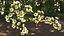 Branches with Flowers Collection 2