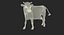 Holstein Cow