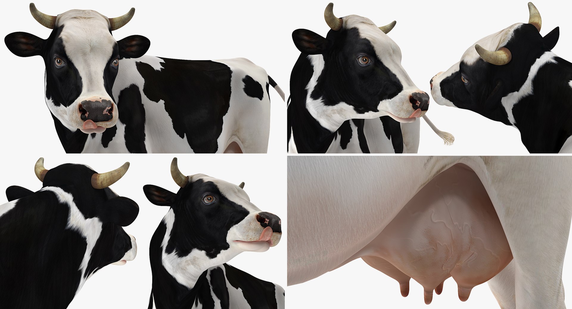 3D model holstein cow https://p.turbosquid.com/ts-thumb/Vv/t2C9nl/5U7MFeZM/holsteincowc4dmodel009/jpg/1516961111/1920x1080/fit_q87/1847d290ae90859f8e9e7baffa1cb713c9046ed6/holsteincowc4dmodel009.jpg