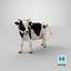 Holstein Cow