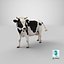 Holstein Cow