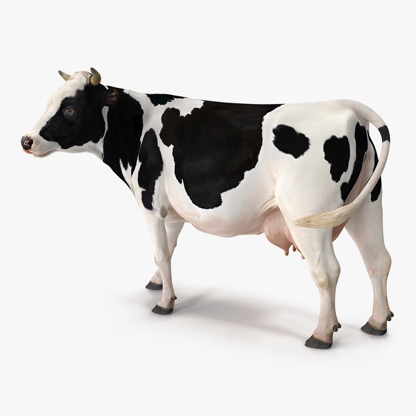 Cow 3D Models for Download | TurboSquid