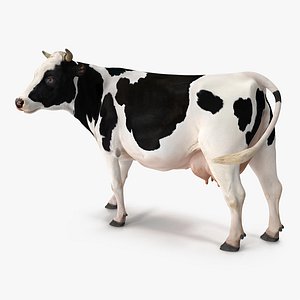 Holstein Cow