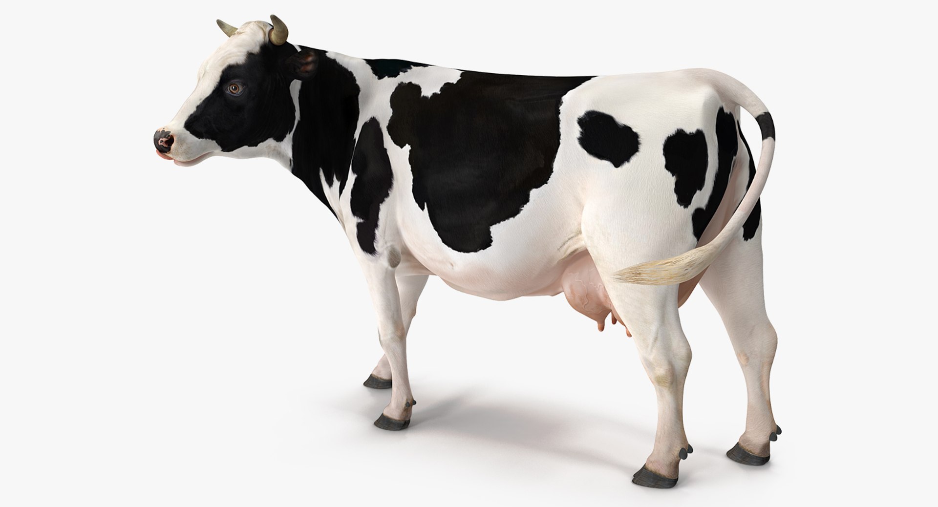 Holstein Cow 3D model preview