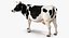 Holstein Cow