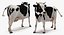 Holstein Cow