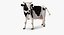 Holstein Cow