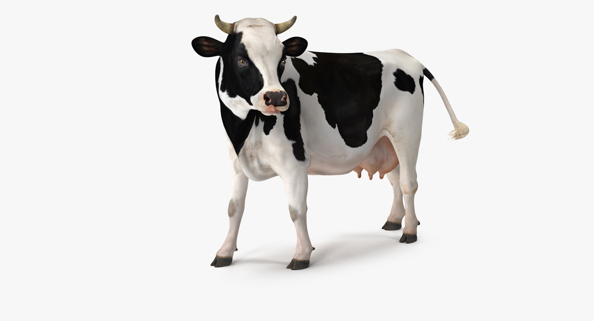 3D model holstein cow https://p.turbosquid.com/ts-thumb/Vv/t2C9nl/fae89ENu/holstein_cow_360/jpg/1516960251/1920x1080/turn_fit_q99/6f5f7e1e26a7ec1dbceb333139c5f569e9516e11/holstein_cow_360-1.jpg
