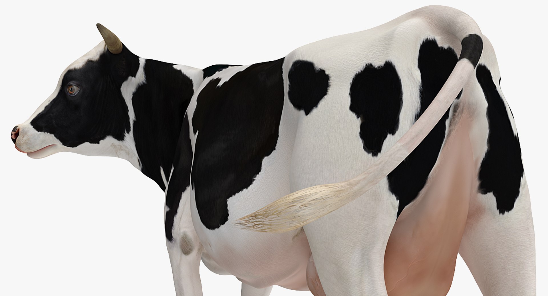 3D model holstein cow https://p.turbosquid.com/ts-thumb/Vv/t2C9nl/g4vdzNHg/holsteincowc4dmodel008/jpg/1516961107/1920x1080/fit_q87/7d7469f1c19e026890c7f0e8d9d2871e8e2f1b11/holsteincowc4dmodel008.jpg