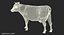 Holstein Cow