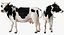 Holstein Cow