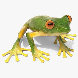 Idle Tree Frog Animated Rigged for Blender