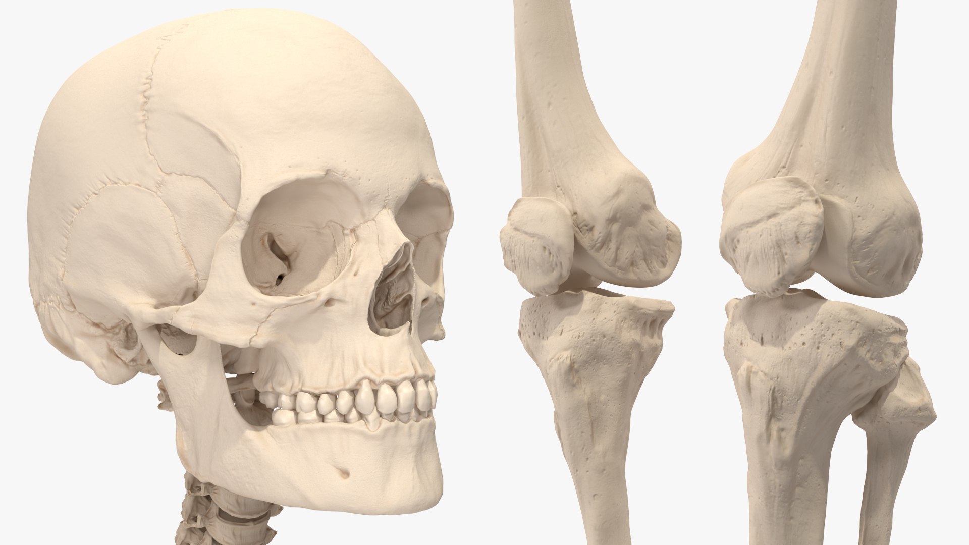 3D Human Female Skeleton Anatomy Rigged - TurboSquid 2386134