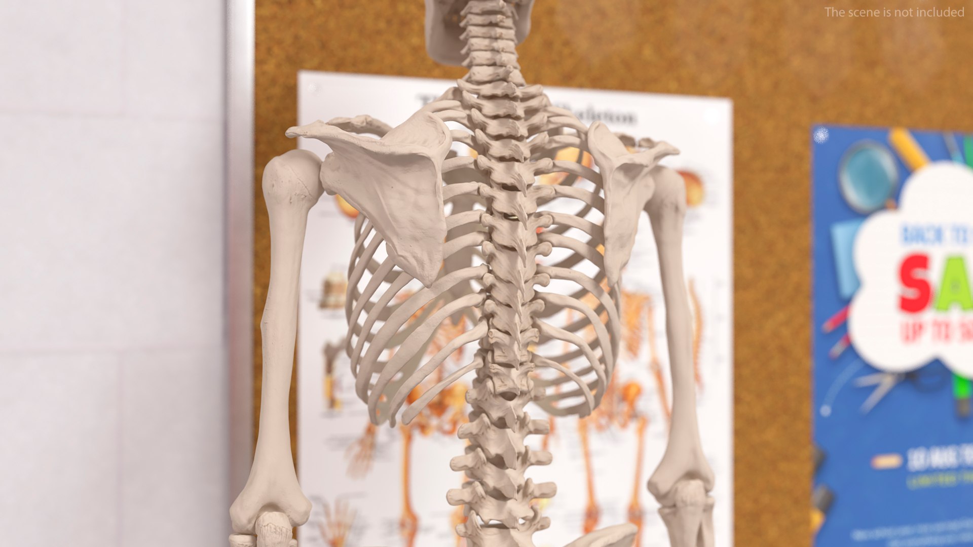 3D Human Female Skeleton Anatomy Rigged - TurboSquid 2386134