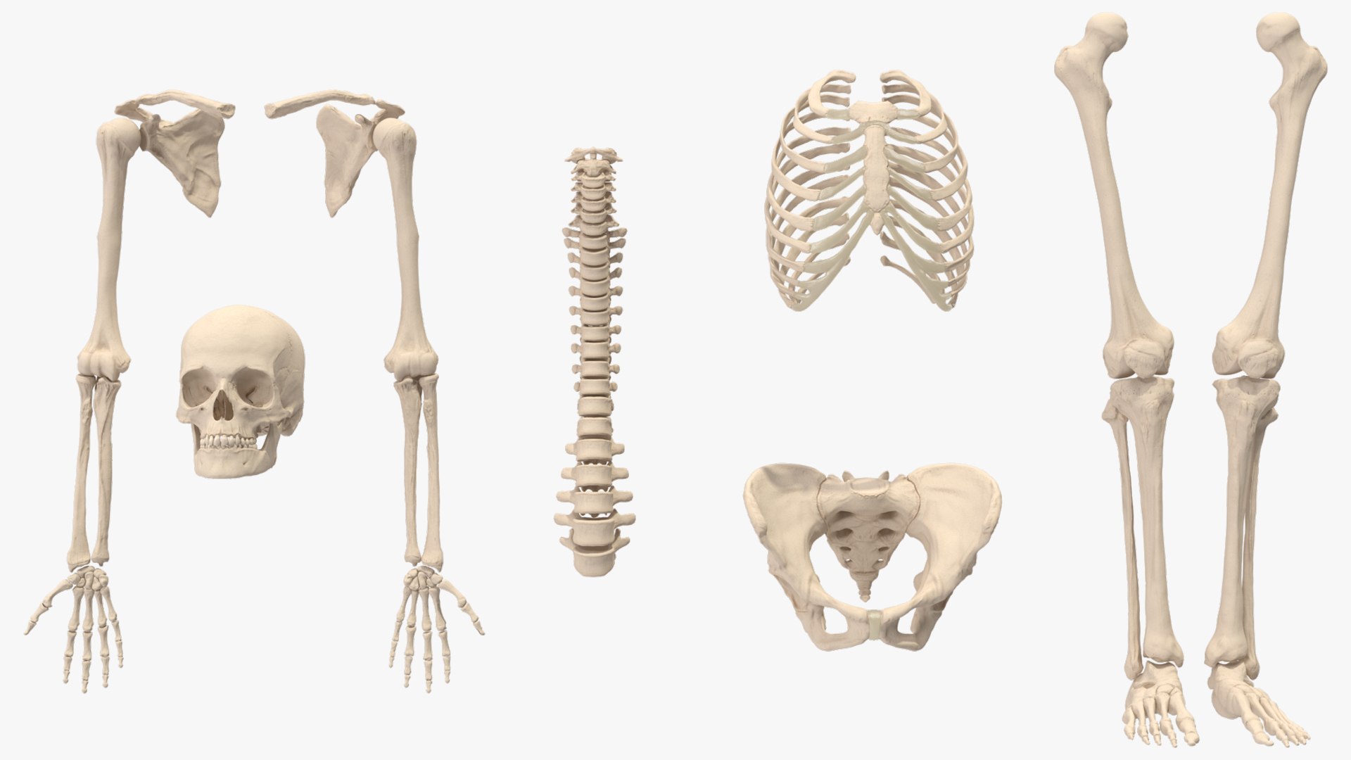 3D Human Female Skeleton Anatomy Rigged - TurboSquid 2386134