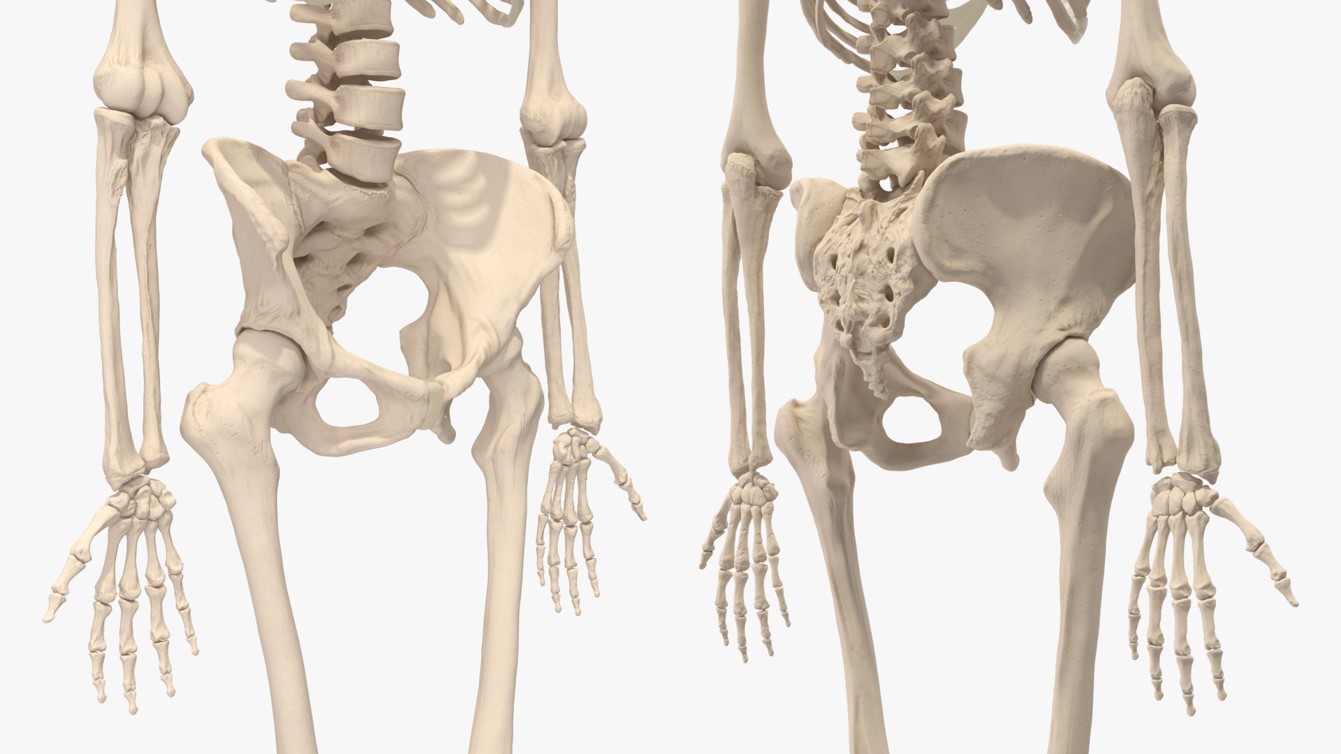 3D Human Female Skeleton Anatomy Rigged - TurboSquid 2386134