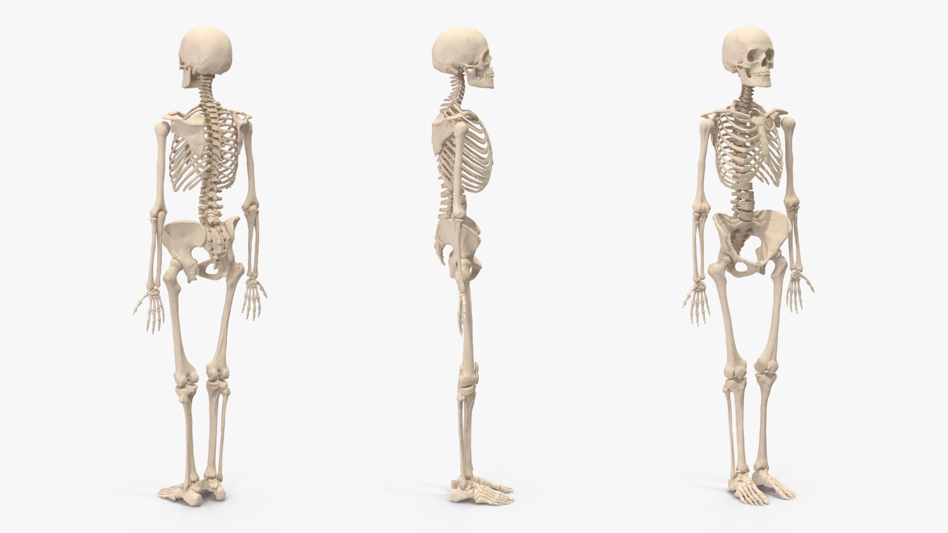 3D Human Female Skeleton Anatomy Rigged - TurboSquid 2386134