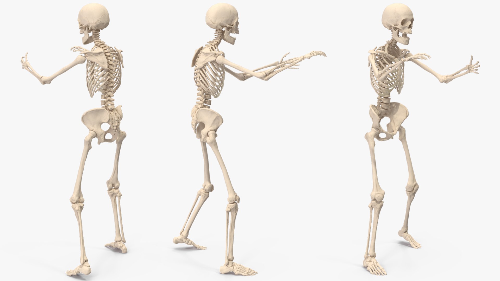 3D Human Female Skeleton Anatomy Rigged - TurboSquid 2386134