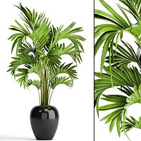 Howea Forsteriana Palm