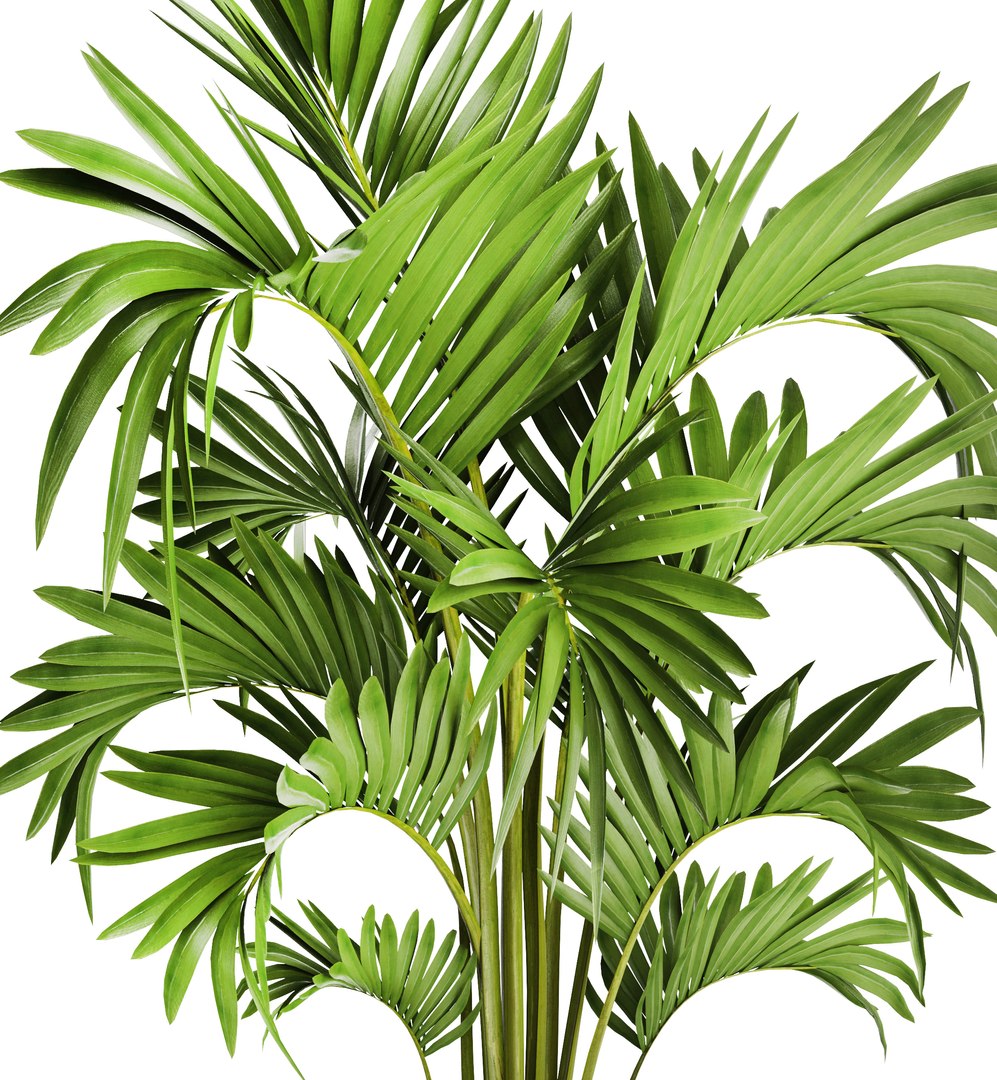 Howea Forsteriana Palm 3D Model - TurboSquid 1193173