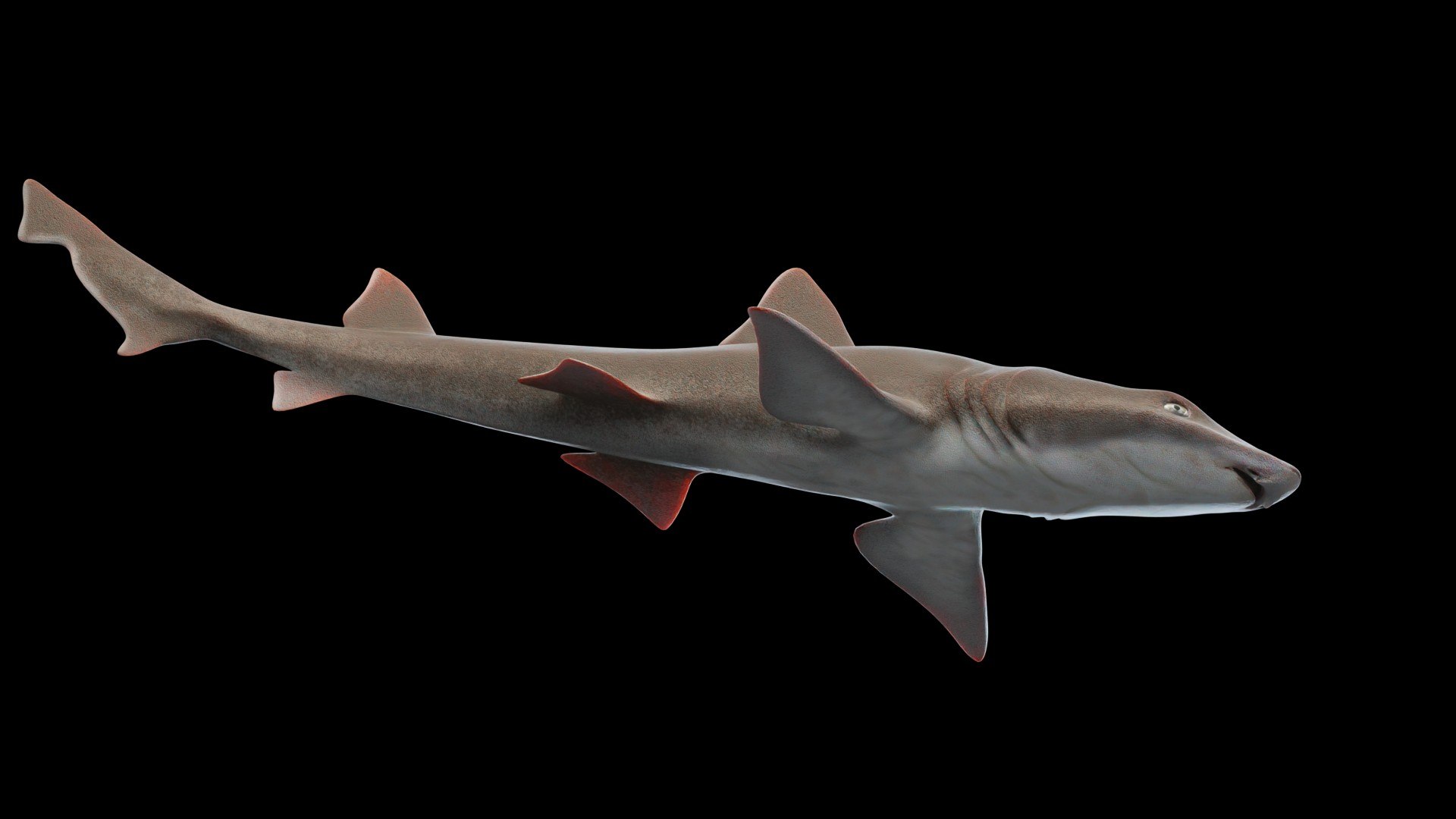 3D Smoothhound Shark - TurboSquid 2130865