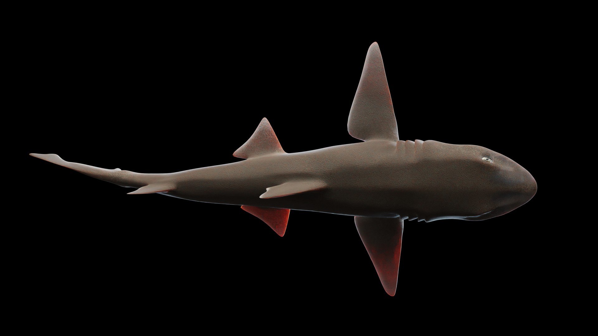 3D Smoothhound Shark - TurboSquid 2130865