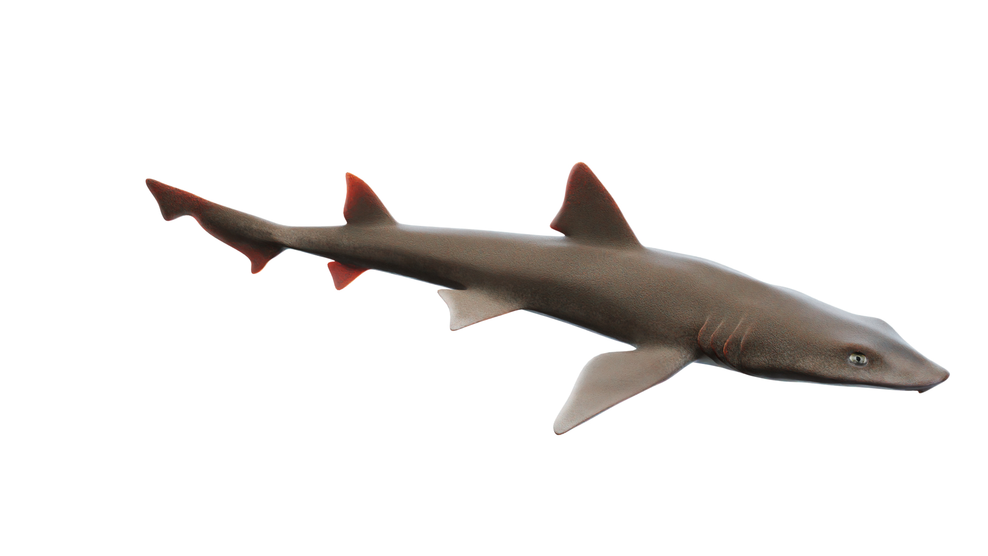 3D Smoothhound Shark TurboSquid 2130865