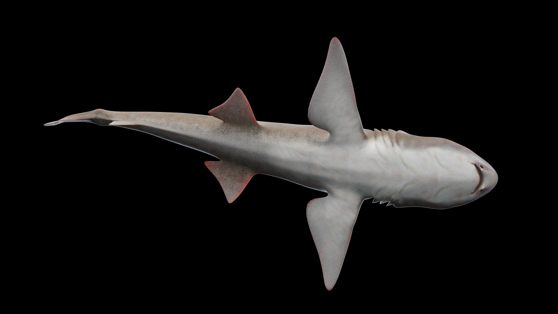 3D Smoothhound Shark - TurboSquid 2130865