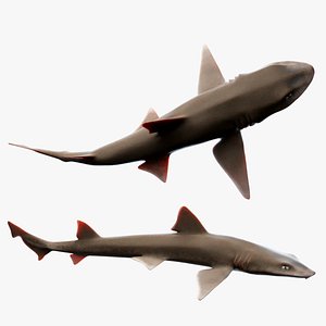 3D shark blender animation model - TurboSquid 1517695