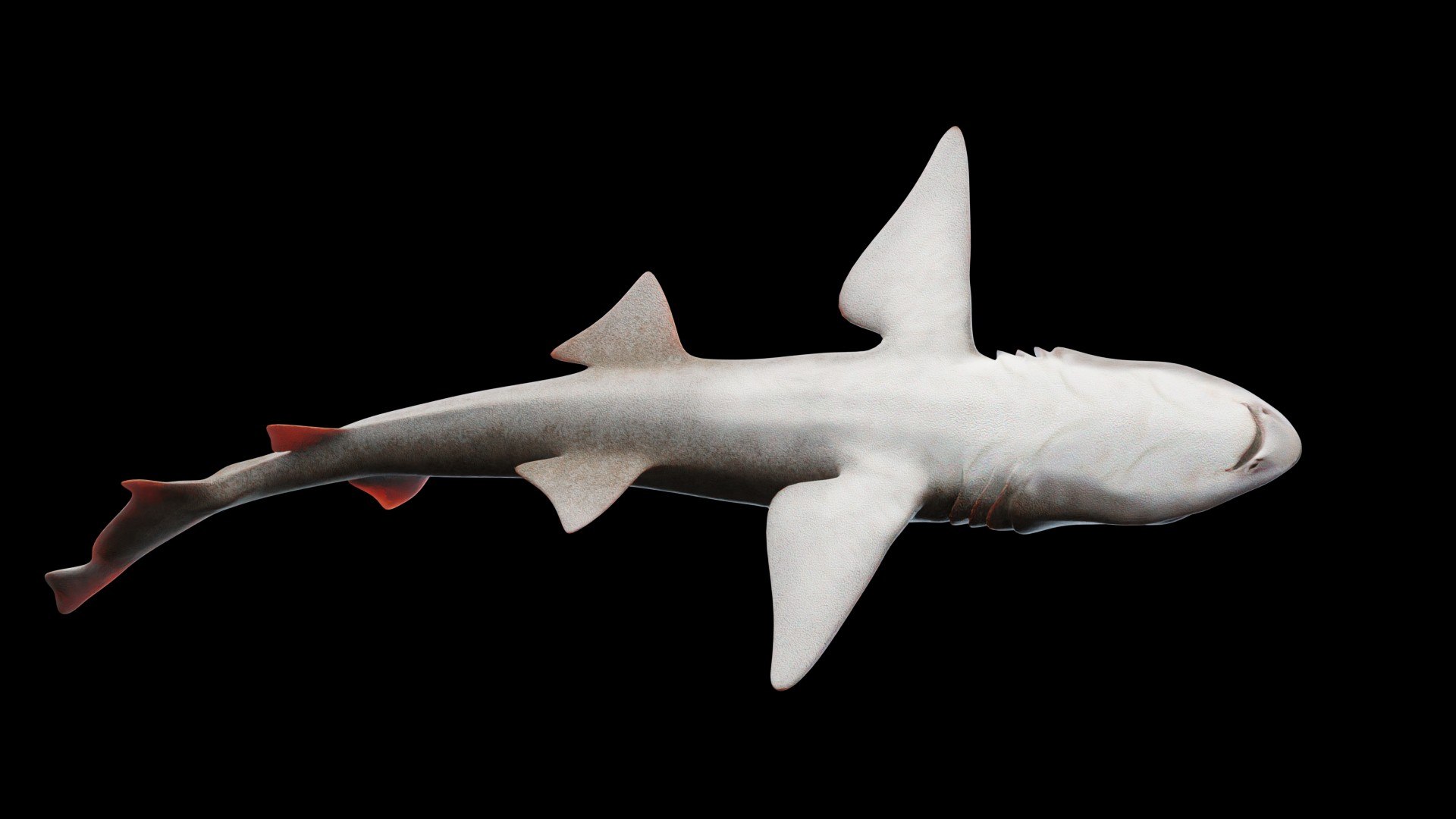 3D Smoothhound Shark - TurboSquid 2130865