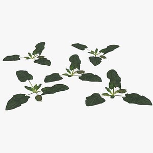 3D model plant lawn