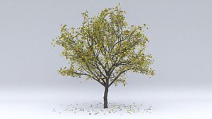 3D pear autumn hight