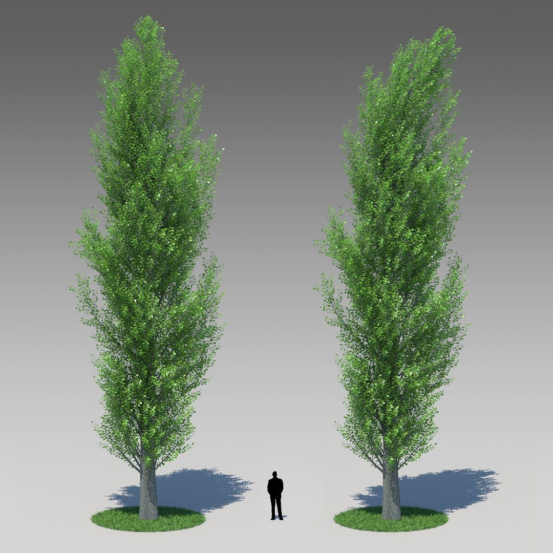 Populus Nigra Poplar Trees 3d Obj