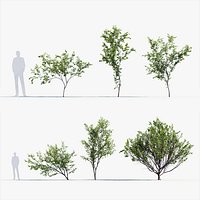 Stewartia pseudocamellia Korean stewartia 3D Model