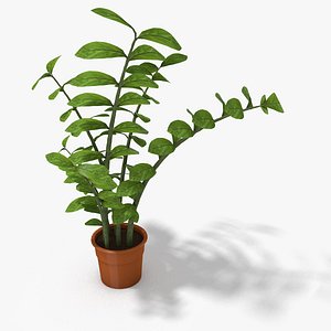 Aroid Palm