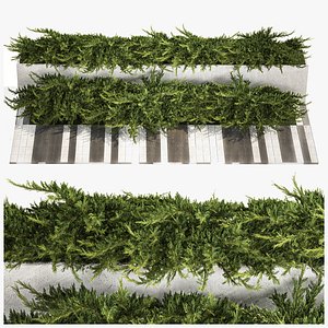 Cypress and juniper for the urban environment 1168 3D