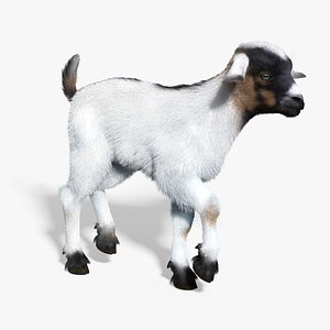 baby goat white fur 3d max
