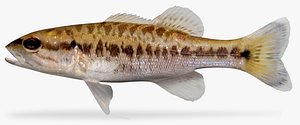 alabama bass 3D model