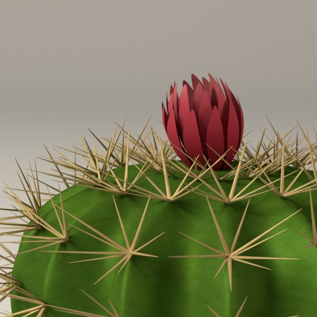 3d cactuses https://p.turbosquid.com/ts-thumb/Vx/KzVTo2/0LyAMLMV/cactus07b/jpg/1325864601/1920x1080/fit_q87/91dc0939ee1a851c198f1ebee69864f5902c7ac2/cactus07b.jpg