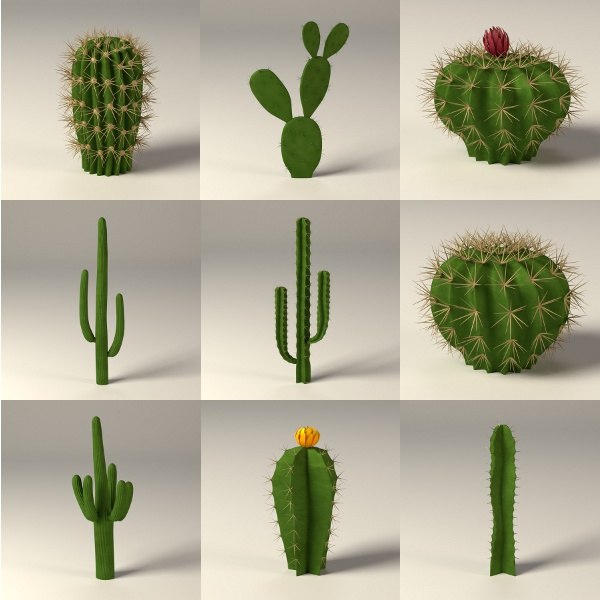 3d model of cactus pot
