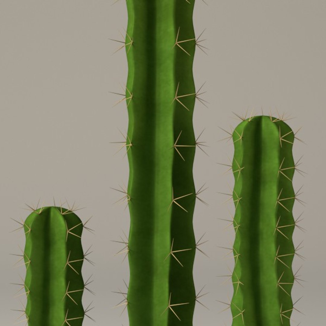 3d cactuses https://p.turbosquid.com/ts-thumb/Vx/KzVTo2/bSoFTf6B/cactus09b/jpg/1325864659/1920x1080/fit_q87/68deb0d03c31a18b8973506467ee857306821fac/cactus09b.jpg