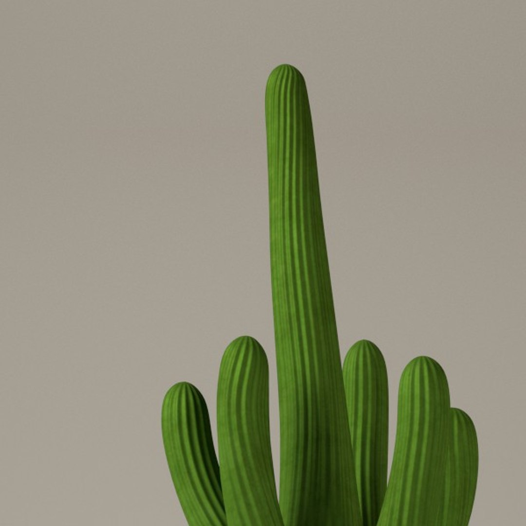 3d cactuses https://p.turbosquid.com/ts-thumb/Vx/KzVTo2/lhWhSXOy/cactus05b/jpg/1325864535/1920x1080/fit_q87/2e69cc3c553dc41f5221cc643acbb564b59f0d6c/cactus05b.jpg