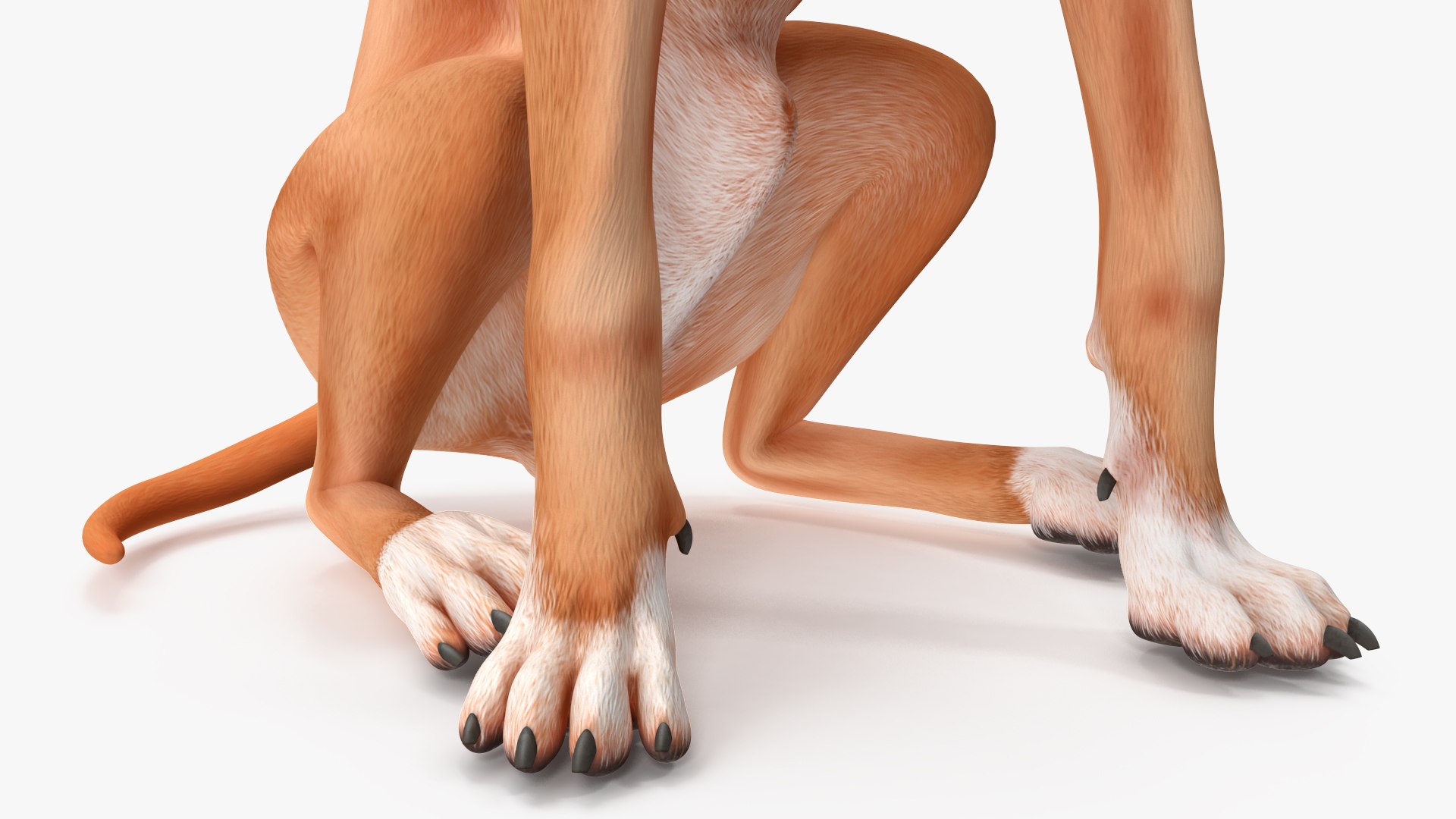 Sitting Dog Boxer 3D https://p.turbosquid.com/ts-thumb/Vx/RKHwWy/F2/sittingdogboxer3dsmodel013/jpg/1719995462/1920x1080/fit_q87/c50cb5ec9e3d6692050f473d71d45ed9de1c1ee2/sittingdogboxer3dsmodel013.jpg
