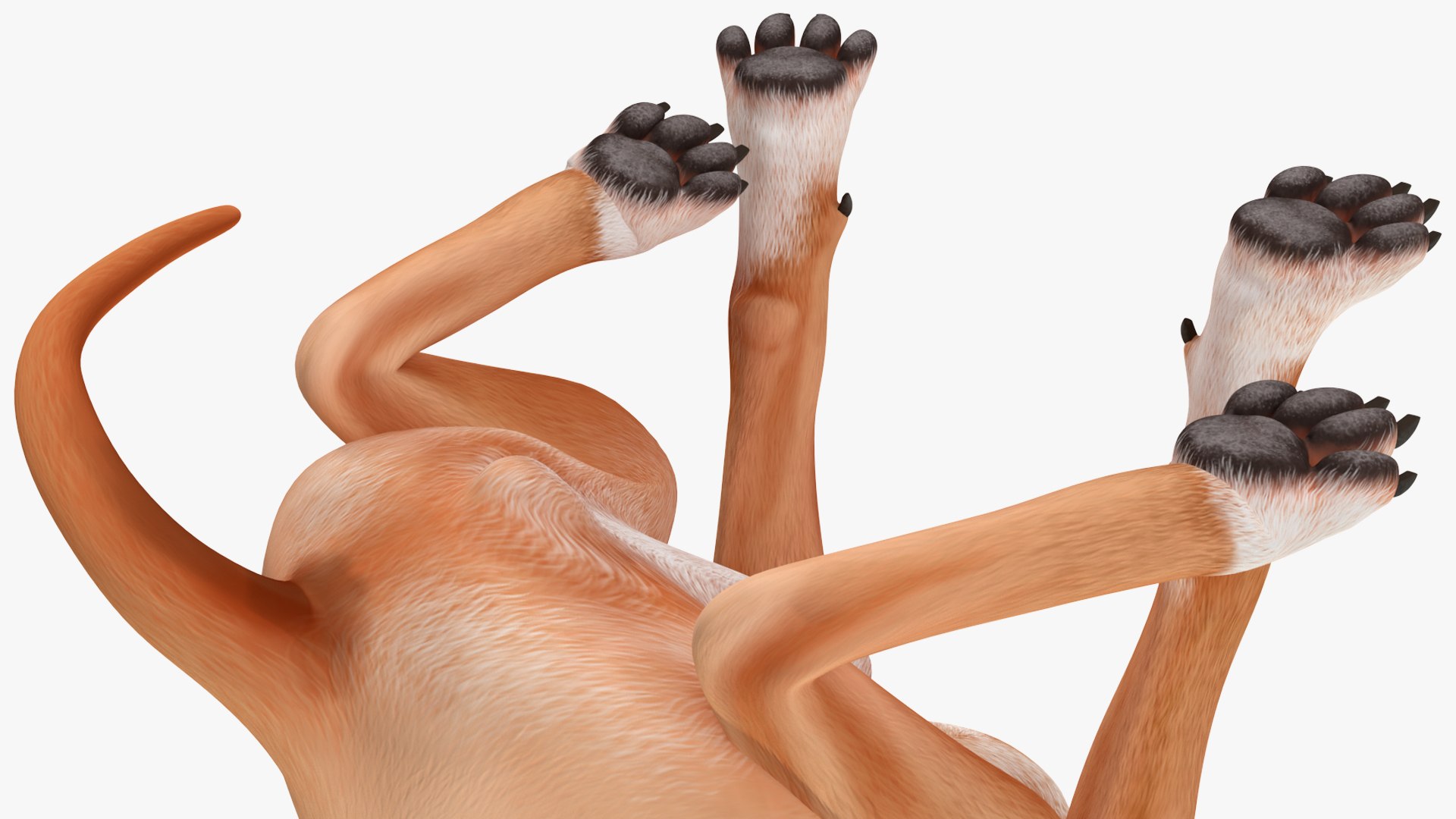 Sitting Dog Boxer 3D https://p.turbosquid.com/ts-thumb/Vx/RKHwWy/M0/sittingdogboxer3dsmodel011/jpg/1719995454/1920x1080/fit_q87/b2a195b2b1568477500ea99957858cadcdfc04fc/sittingdogboxer3dsmodel011.jpg